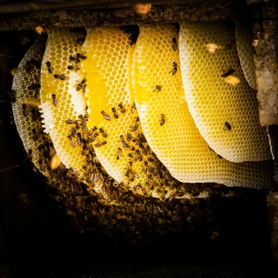 Forest honey by honeeza