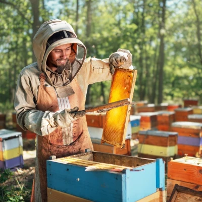 Honeeza honey harvesting